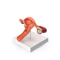 Layout Anatomy Female Uterus PNG & PSD Images