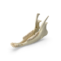 Domestic Goat Capra Domesticus Male Jaw PNG & PSD Images