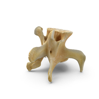 Kangaroo Red Necked Wallaby Lumber Vertebrae L5 PNG & PSD Images