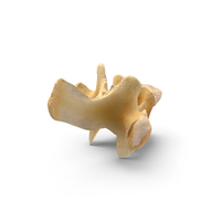 Kangaroo Red Necked Wallaby Thoracic Vertebrae TH9 PNG & PSD Images