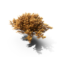 Tree Autumn PNG & PSD Images