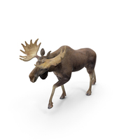 Alces Walking No Fur PNG & PSD Images