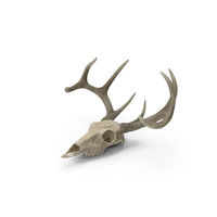 Deer Skull with Antlers PNG & PSD Images