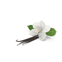Hybrid Orchid Vanilla with Vanilla Sticks PNG & PSD Images