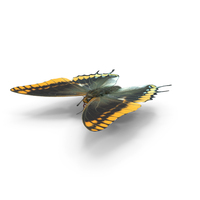 Butterfly PNG & PSD Images
