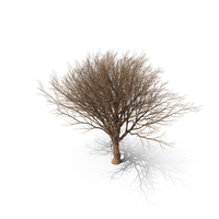 Tree Leafless PNG & PSD Images