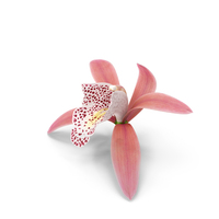 Cymbidium Orchid Flower Pink PNG & PSD Images