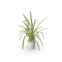 Young Orchid Pot Plant PNG & PSD Images
