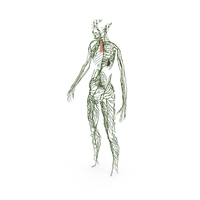 Young Boy Lymphatic System PNG & PSD Images