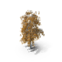 Birch Autumn PNG & PSD Images