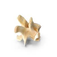 Kangaroo Red Necked Wallaby Thoracic Vertebrae TH12 PNG & PSD Images