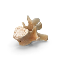 Kangaroo Red Necked Wallaby Thoracic Vertebrae TH13 PNG & PSD Images