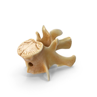 Kangaroo Red Necked Wallaby Lumber Vertebrae L2 PNG & PSD Images