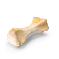 Kangaroo Red Necked Wallaby Caudal Vertebrae Cd10 PNG & PSD Images