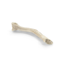 Domestic Dog Hyoid Apparatus Stylohyoid Bone PNG & PSD Images