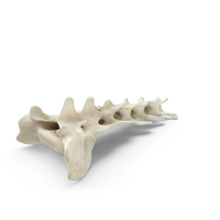 Domestic Cat Sacrum and First Three Caudal Vertebrae Bones PNG & PSD Images