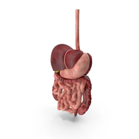 Digestive System PNG & PSD Images