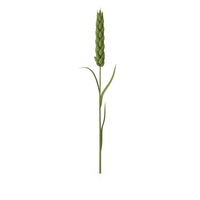 Stylized Wheat PNG & PSD Images