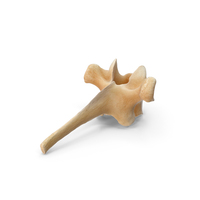 Kangaroo Red Necked Wallaby Thoracic Vertebrae TH3 PNG & PSD Images
