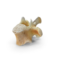 Kangaroo Red Necked Wallaby Thoracic Vertebrae TH11 PNG & PSD Images