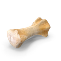 Kangaroo Red Necked Wallaby Caudal Vertebrae Cd9 PNG & PSD Images