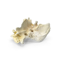 Pavian Monkey Male Sacrum PNG & PSD Images