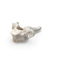 Bear Ursus Thoracic Vertebrae T2 PNG & PSD Images