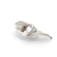 Bear Ursus Cervical Vertebrae C1 Atlas PNG & PSD Images