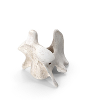 Bear Ursus Cervical Vertebrae C2 Axis 01 PNG & PSD Images