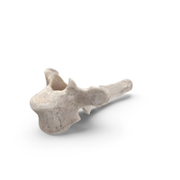 Bear Ursus Thoracic Vertebrae T4 PNG & PSD Images