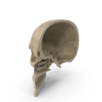 Skull Section Vertical PNG & PSD Images