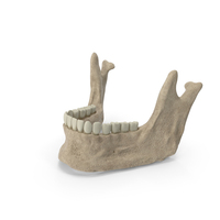 Human Jawbone PNG & PSD Images