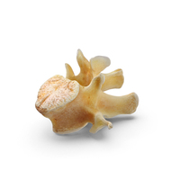 Kangaroo Red Necked Wallaby Lumber Vertebrae L1 PNG & PSD Images