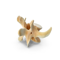 Kangaroo Red Necked Wallaby Lumber Vertebrae L6 PNG & PSD Images