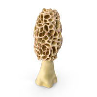Morchella Fungi PNG & PSD Images