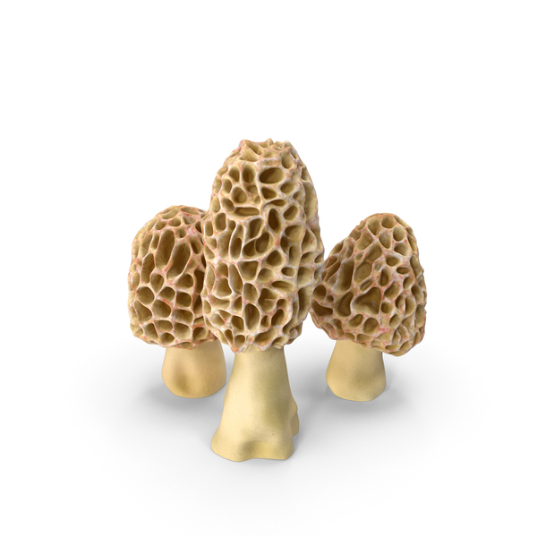 Morel Mushrooms PNG & PSD Images