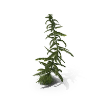 Young Fern PNG & PSD Images
