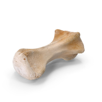 Kangaroo Red Necked Wallaby Caudal Vertebrae Cd8 PNG & PSD Images