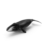 Bowhead Whale PNG & PSD Images