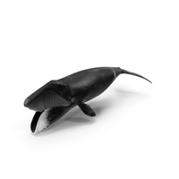 Greenland Right Whale PNG & PSD Images