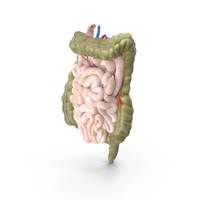 Young Man Anatomy Intestines PNG & PSD Images