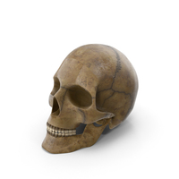 Human Skull PNG & PSD Images