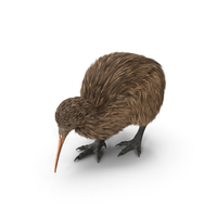Cute Kiwi Bird PNG & PSD Images