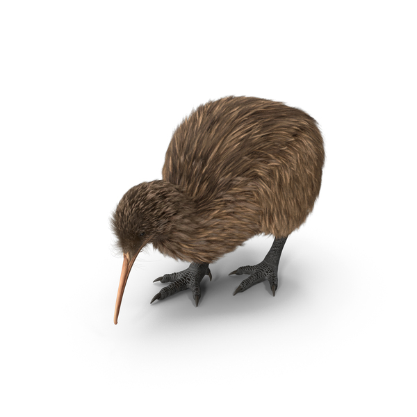 Cute Kiwi Bird Fur PNG & PSD Images