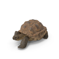 Dirty Huge Tortoise Lying Pose PNG & PSD Images