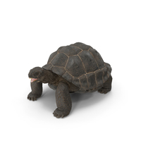 Galapagos Giant Tortoise PNG & PSD Images