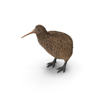 Kiwi Bird PNG & PSD Images