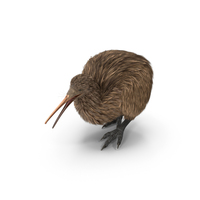 Kiwi Bird Walk Pose PNG & PSD Images