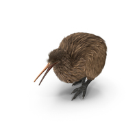 Kiwi Bird Walk Pose Fur PNG & PSD Images