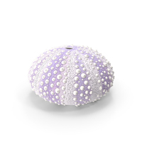 Beach Decor Sea Urchin Shell Purple PNG & PSD Images